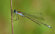 Common Spreadwing (Male, Lestes sponsa)